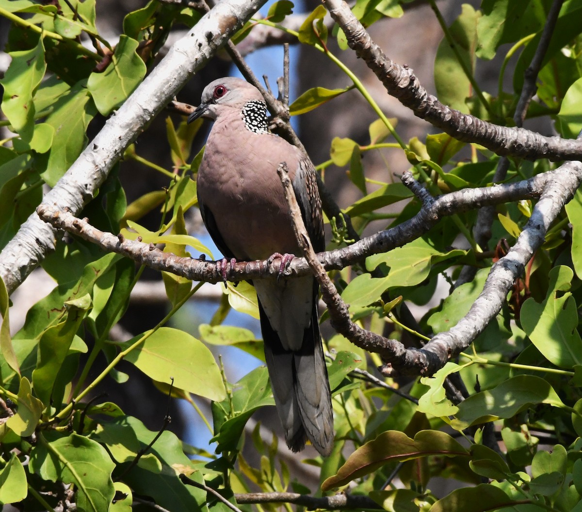 Spotted Dove - ML615036009