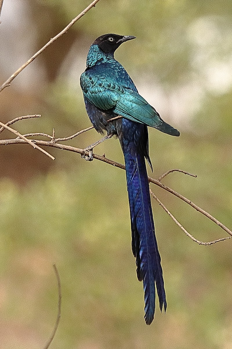 Long-tailed Glossy Starling - ML615036064