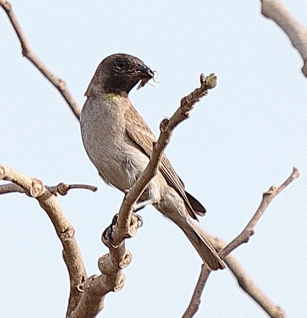 Sahel Bush Sparrow - ML615036219
