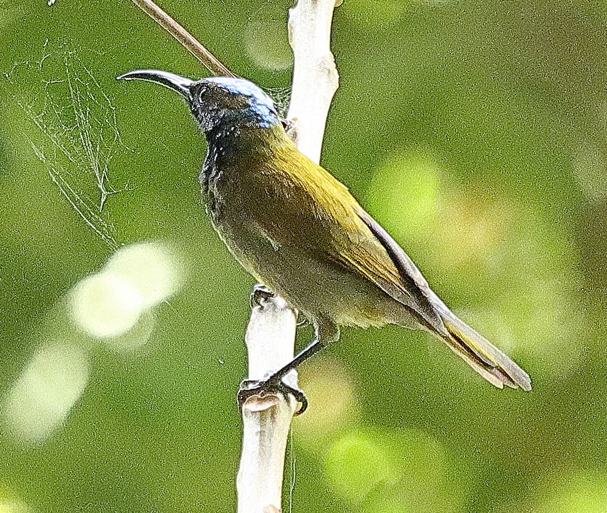 Green-headed Sunbird - ML615036302