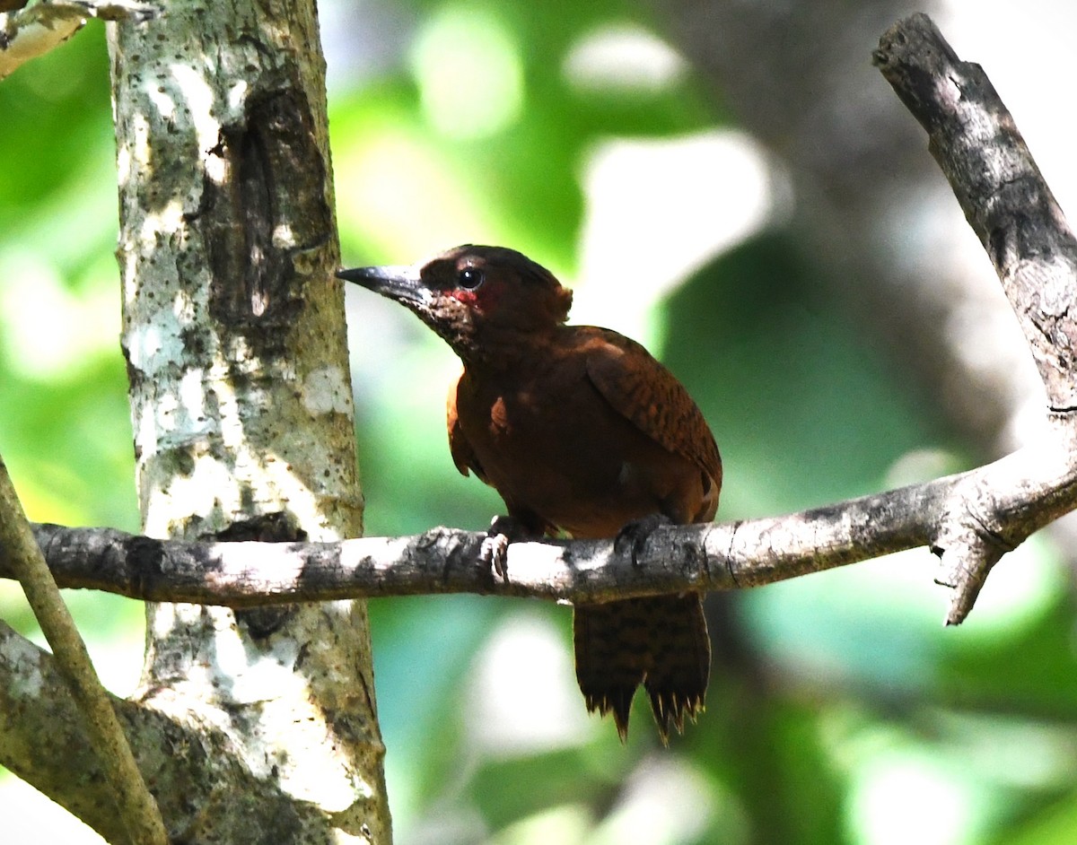 Rufous Woodpecker - ML615036415