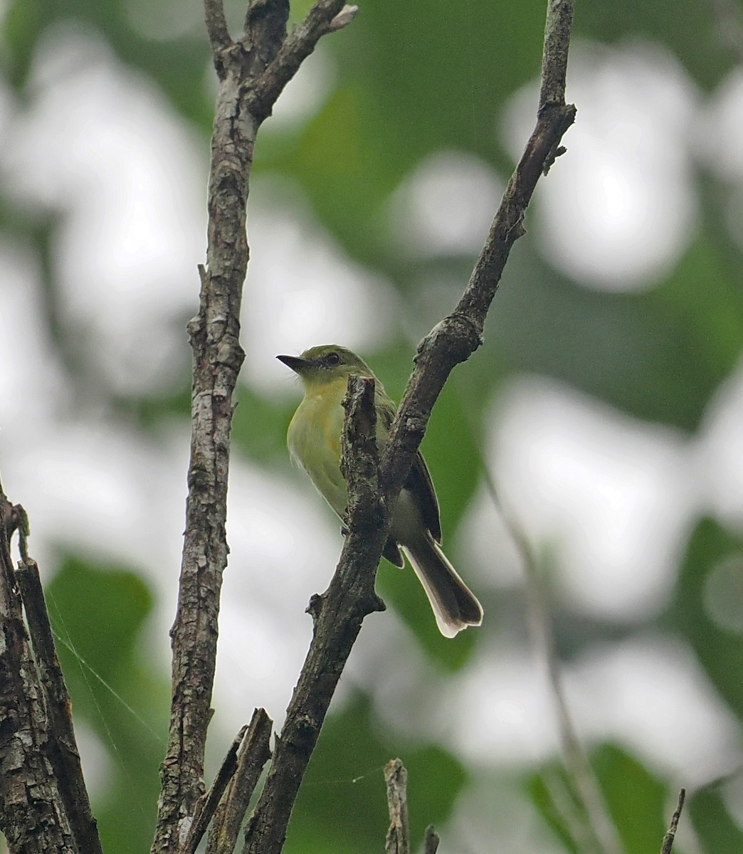 Olive-faced Flatbill - ML615036485