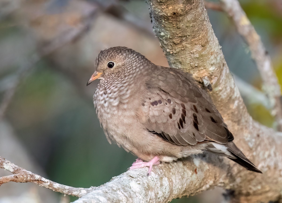 Common Ground Dove - Anne-Marie Dufour