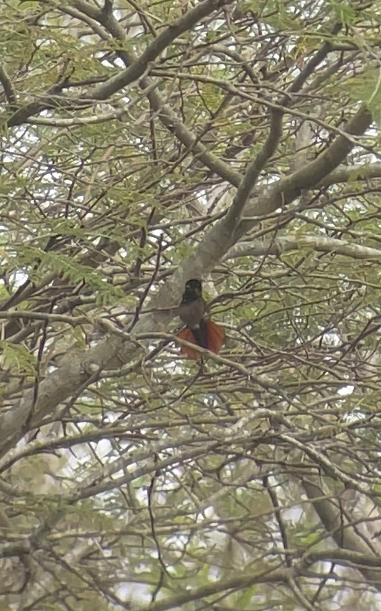 kolibřík červenohlavý - ML615037124
