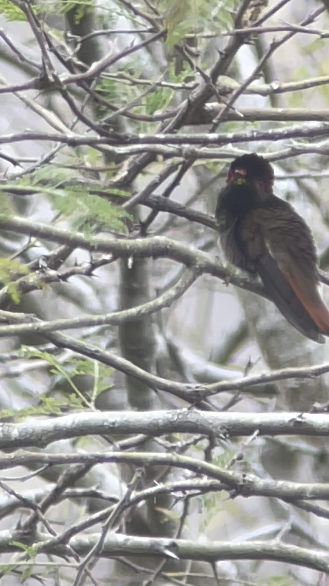 kolibřík červenohlavý - ML615037127