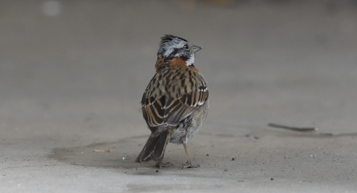 Rufous-collared Sparrow - ML615037197