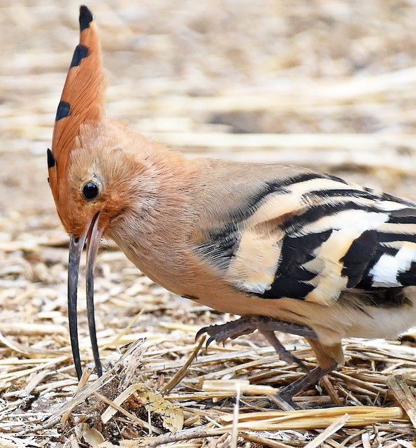 Adult (subspecies <em class="SciName notranslate">epops</em>). - Eurasian Hoopoe - 