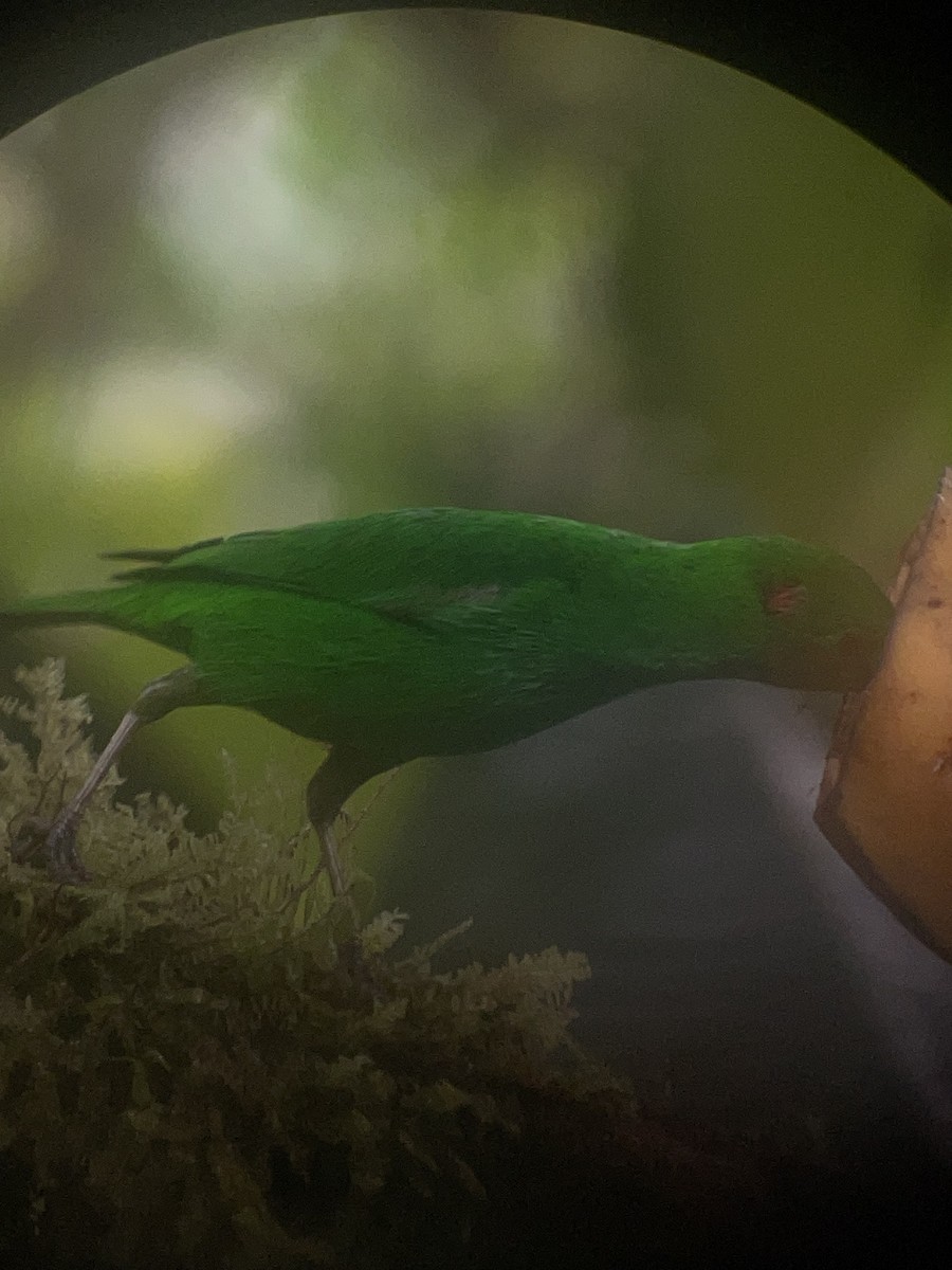 Glistening-green Tanager - George Chater