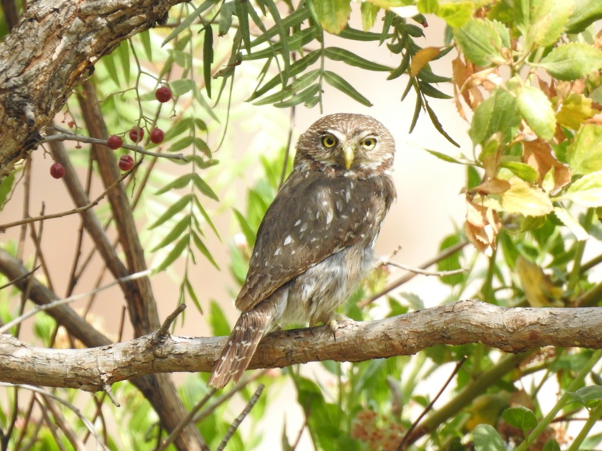 Peruvian Pygmy-Owl - ML615037459