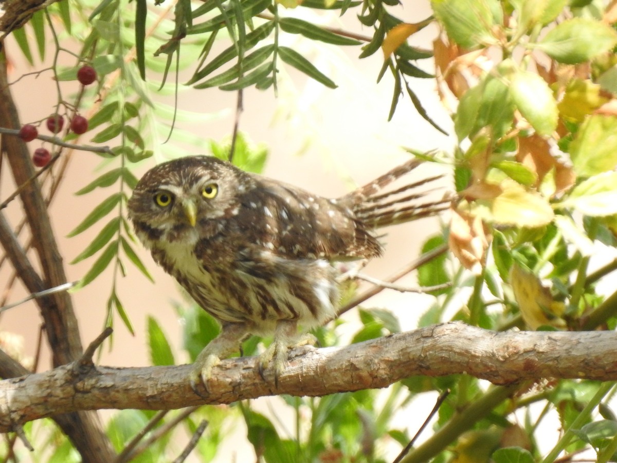 Peruvian Pygmy-Owl - ML615037464