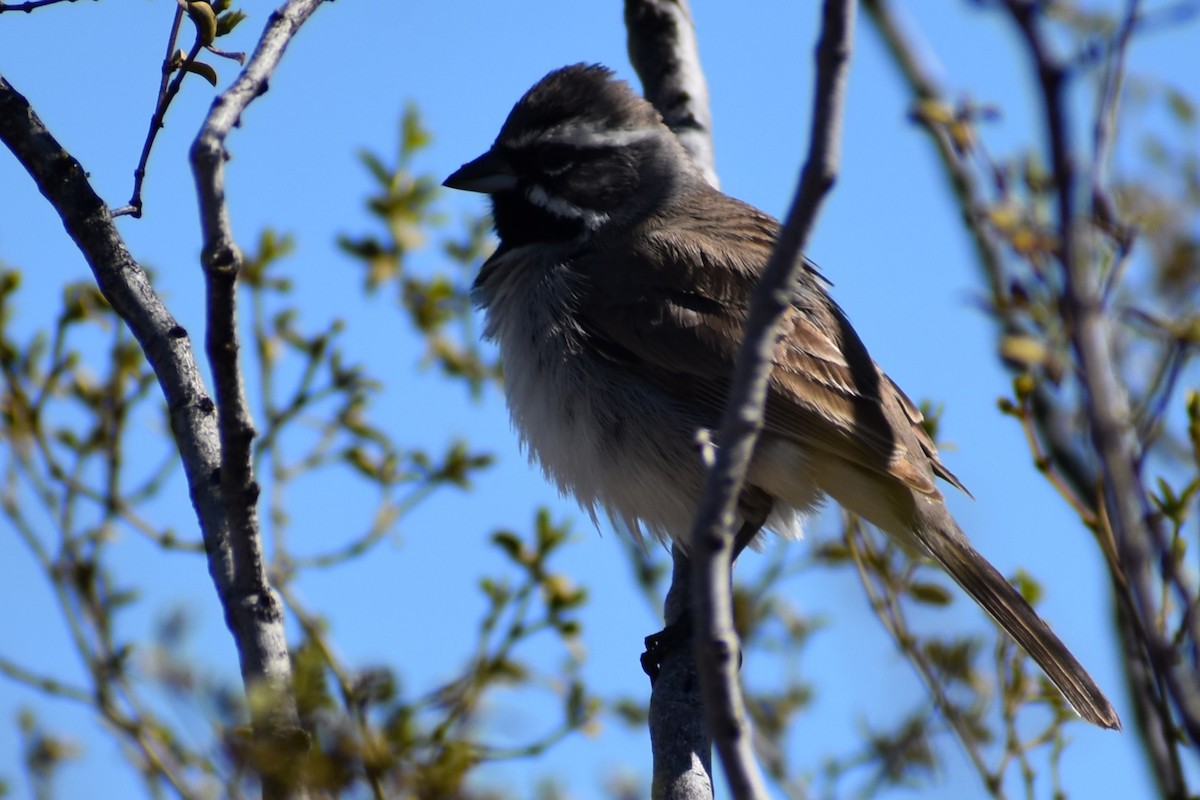 Black-throated Sparrow - ML615037517