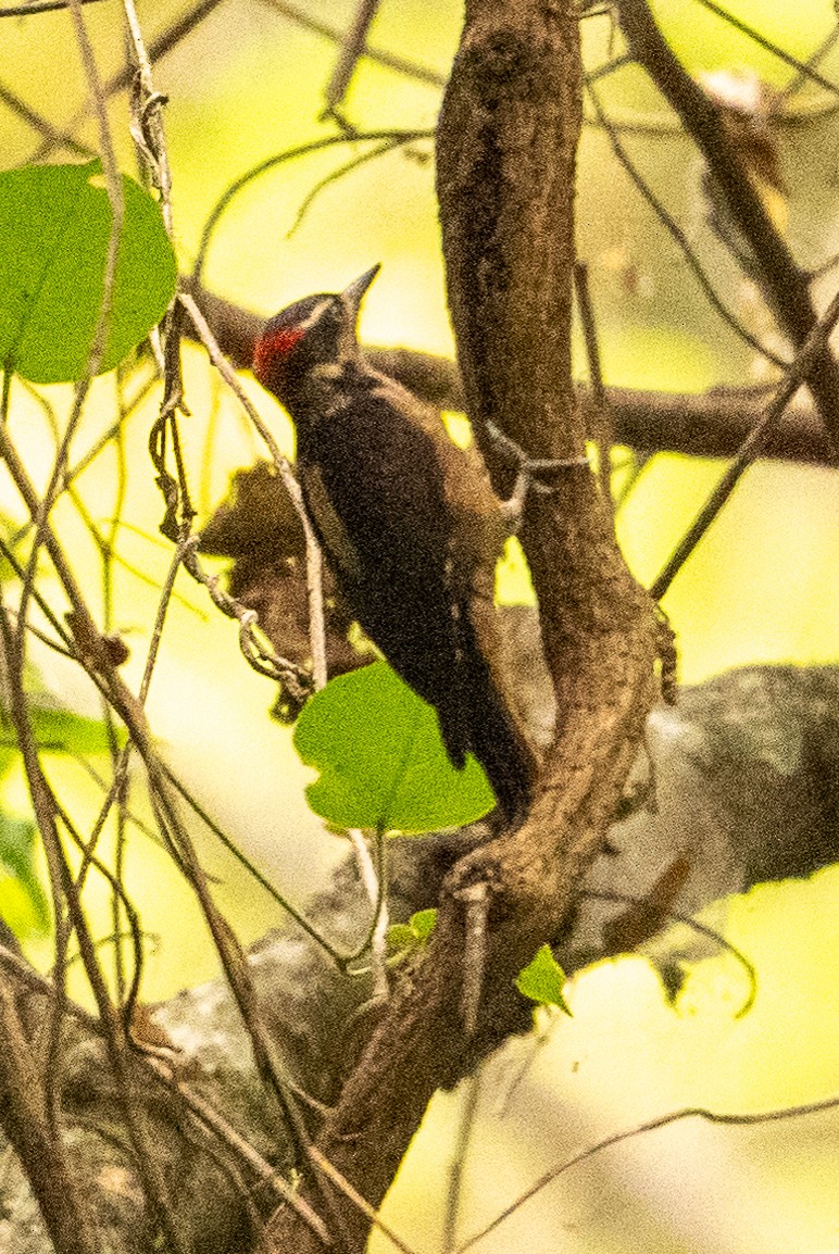 Hairy Woodpecker (South Mexican) - Chuck Babbitt