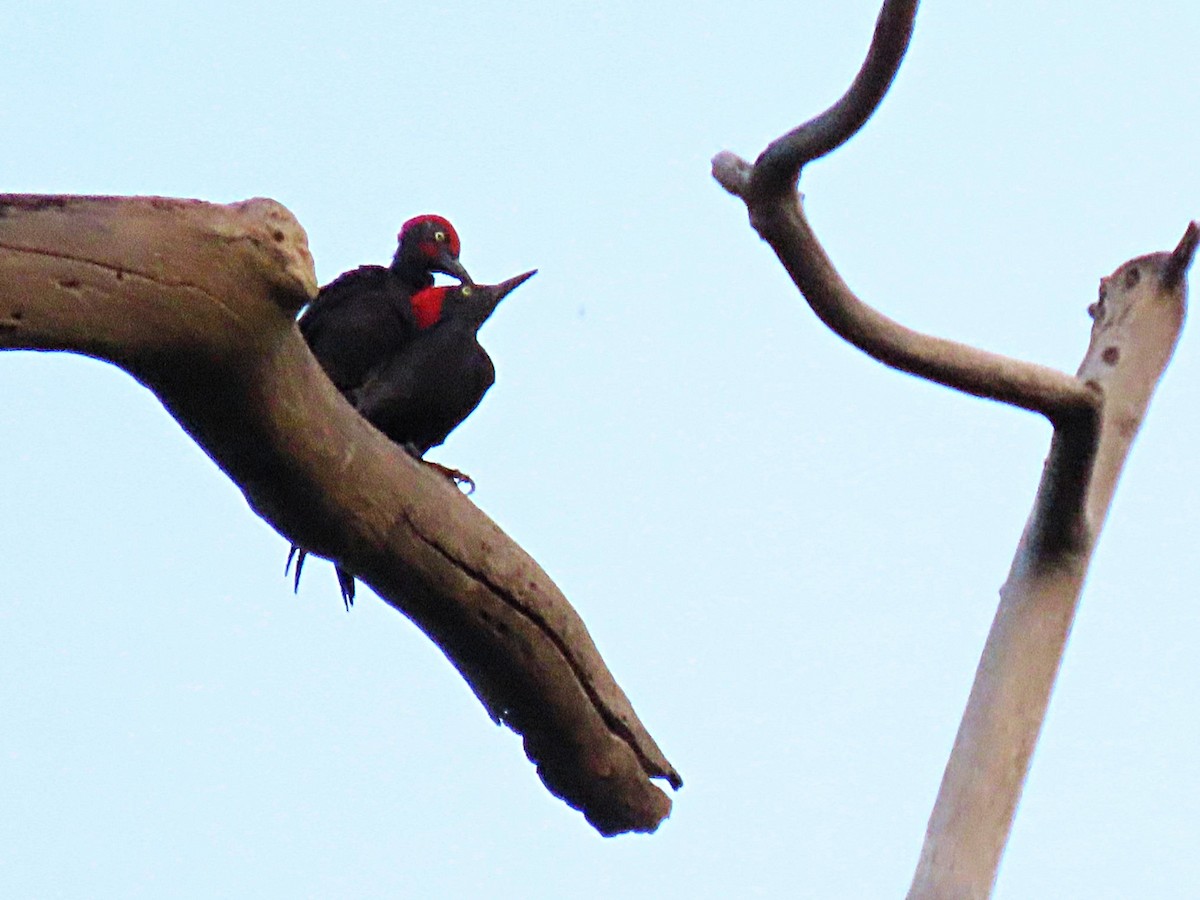 Andaman Woodpecker - ML615037576