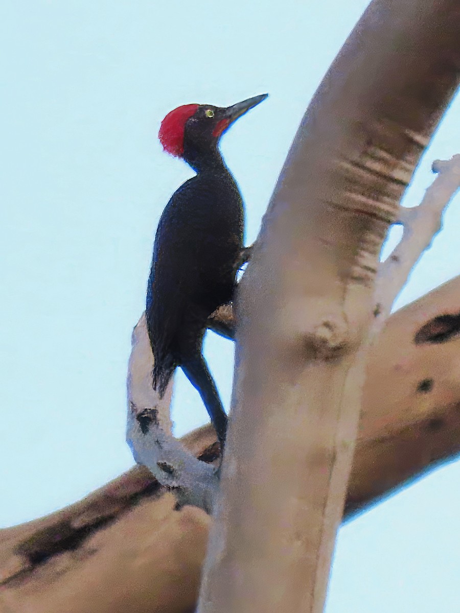 Andaman Woodpecker - ML615037577