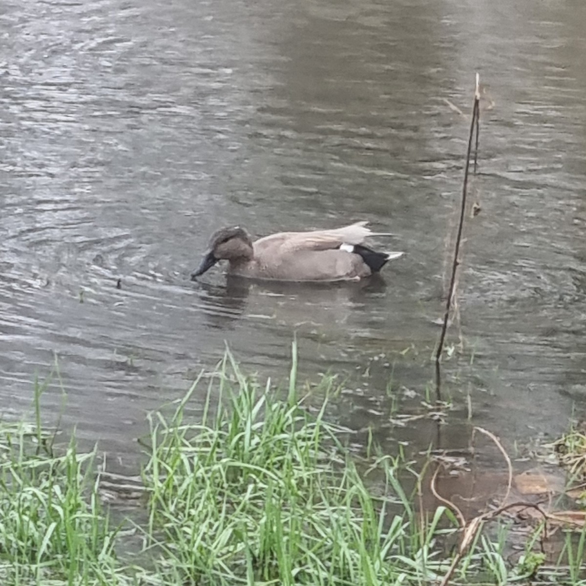 eBird Checklist 19 Feb 2024 Hyde Park/Kensington Gardens 42 species