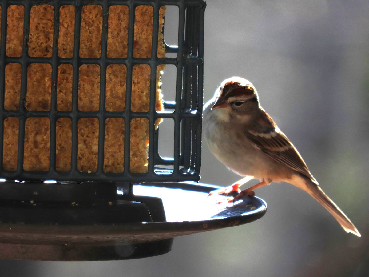 Chipping Sparrow - ML615037768
