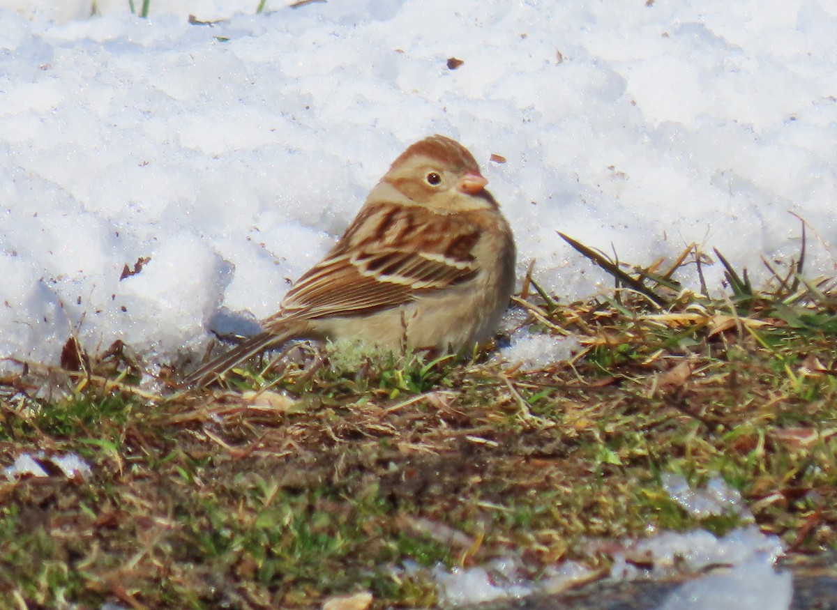 Field Sparrow - ML615037921