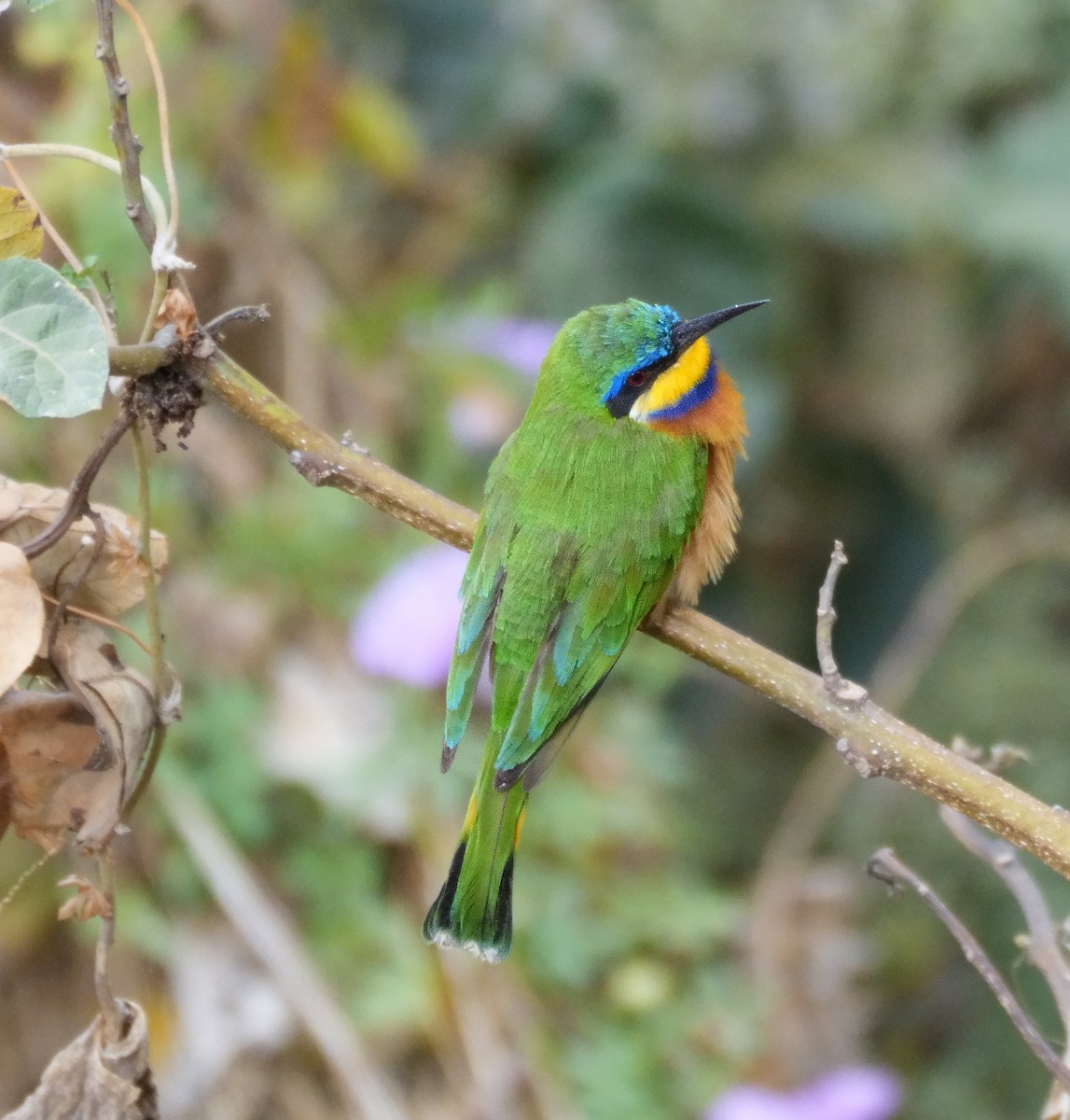 Ethiopian Bee-eater - Tracy McLellan