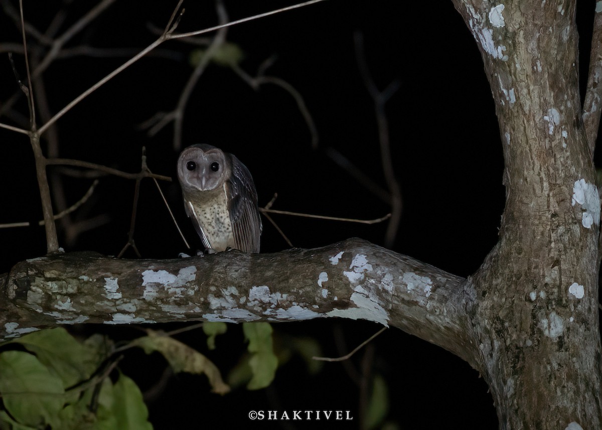 Andaman Masked-Owl - ML615038148