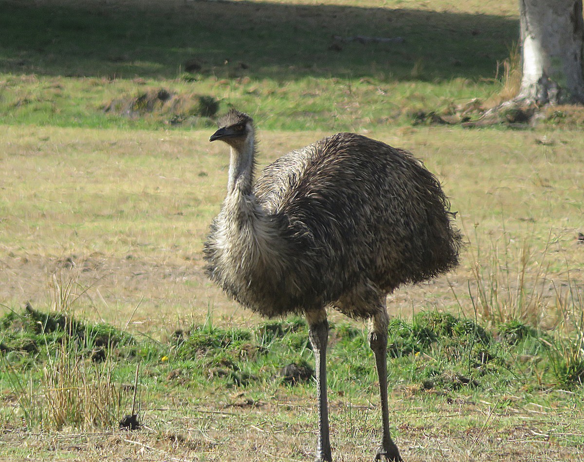 emu hnědý - ML615038249