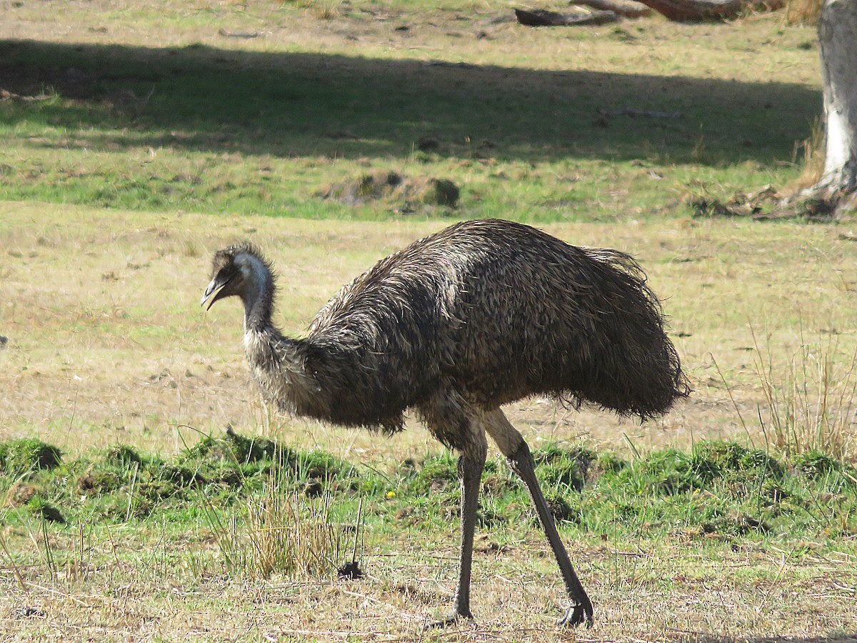 emu hnědý - ML615038254