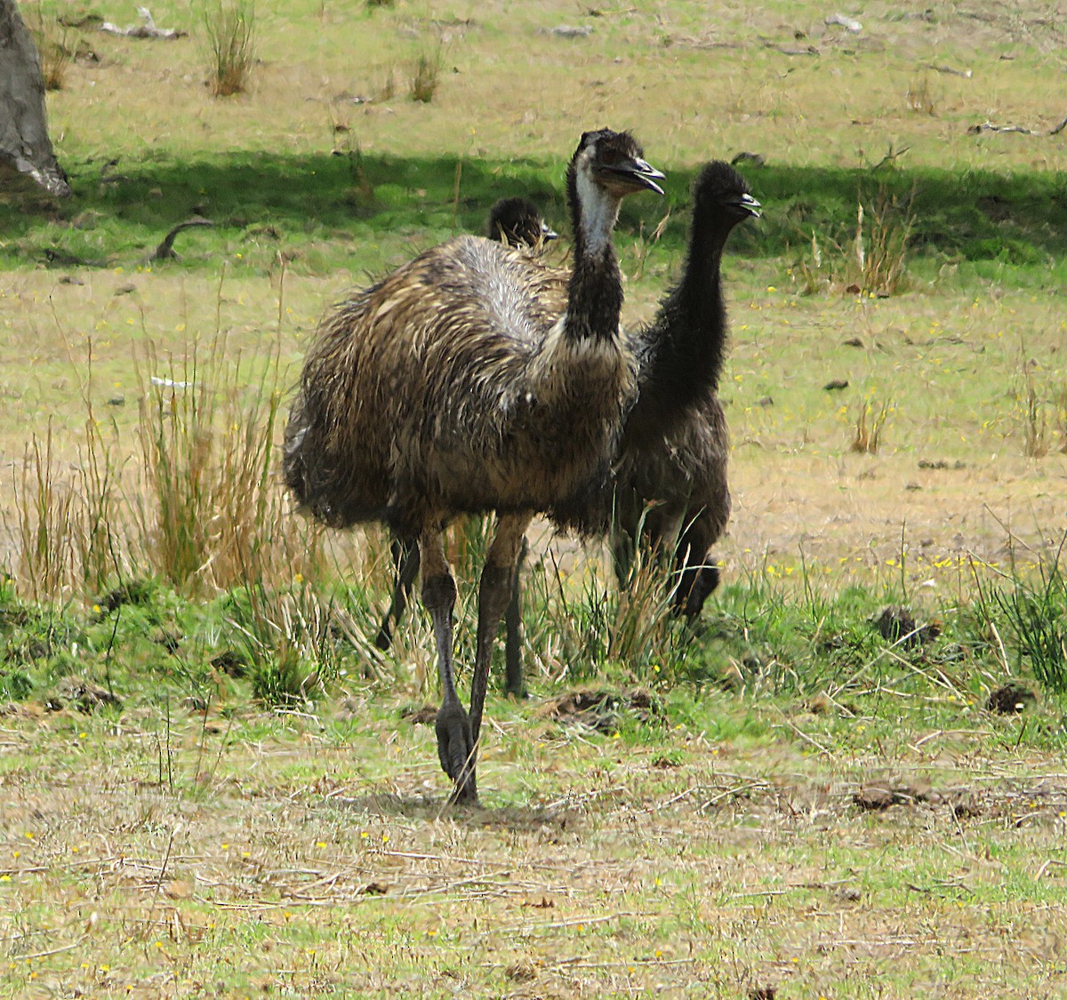 emu hnědý - ML615038265