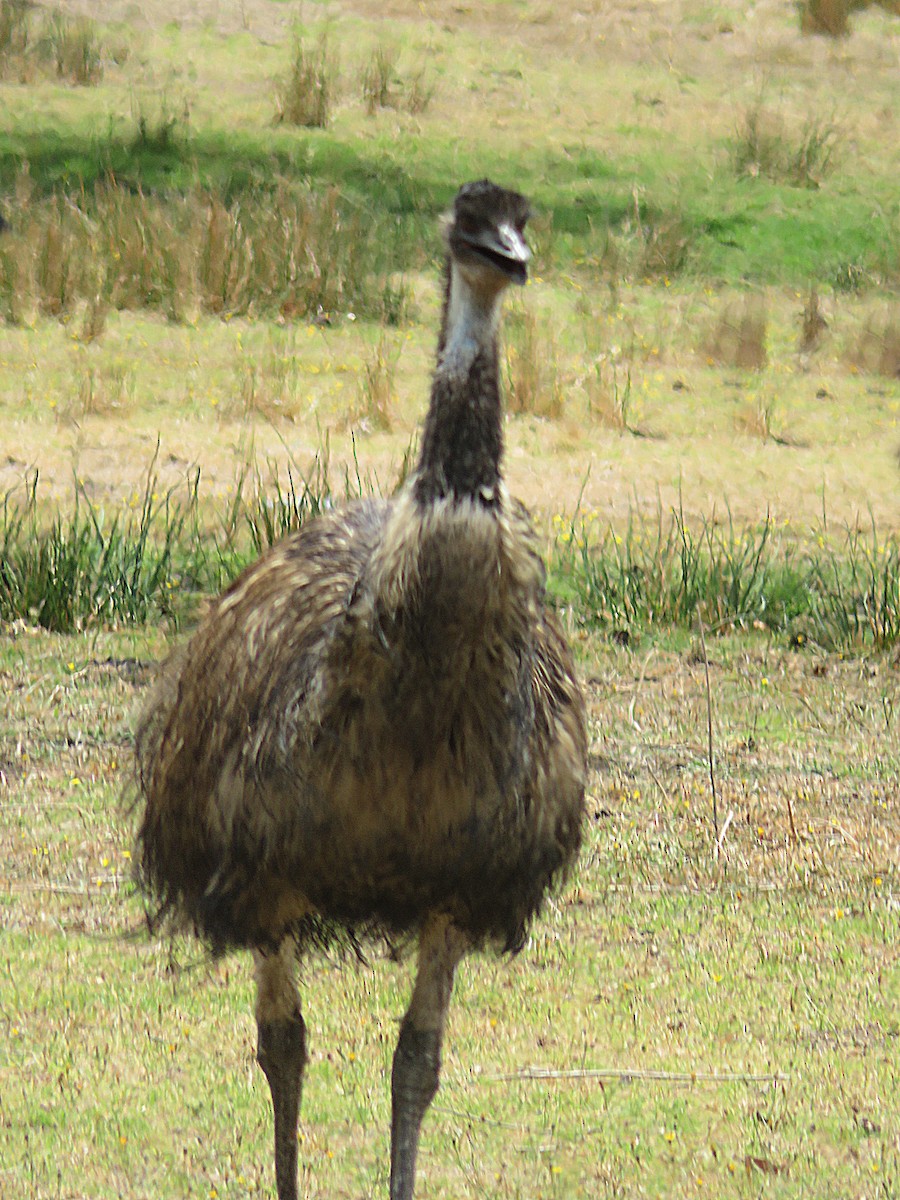 emu hnědý - ML615038268