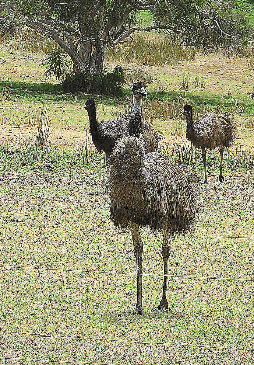 emu hnědý - ML615038270