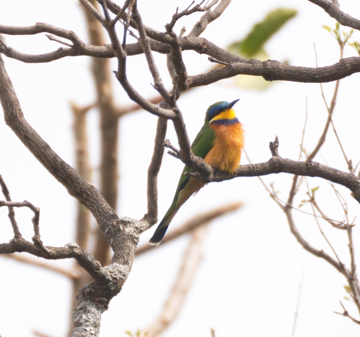 Ethiopian Bee-eater - ML615038296