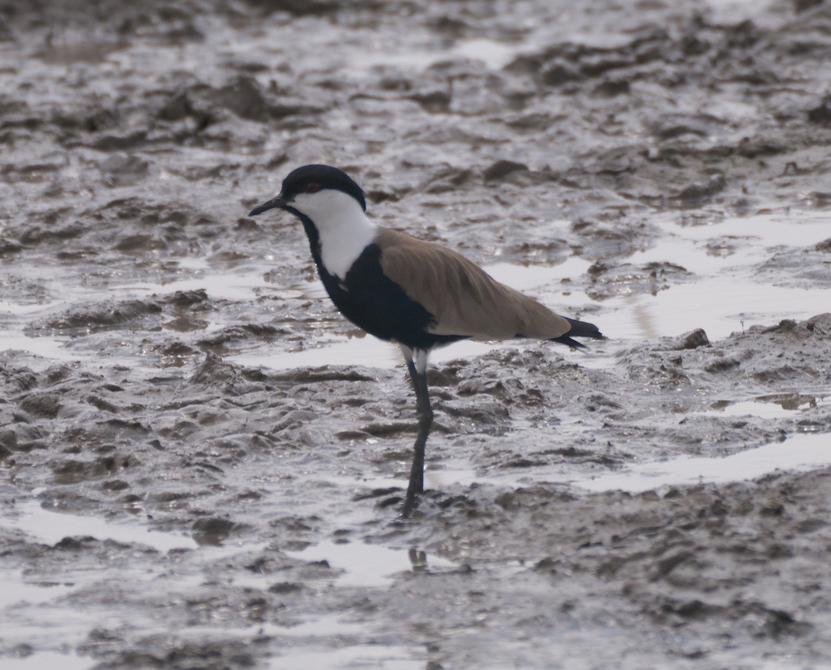 Spur-winged Lapwing - ML615038362
