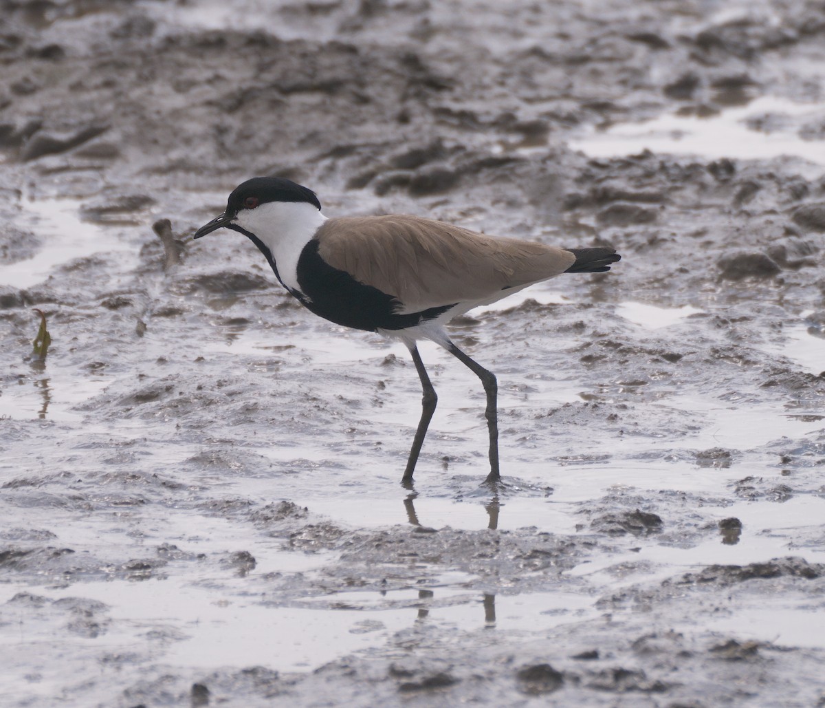 Spur-winged Lapwing - ML615038363