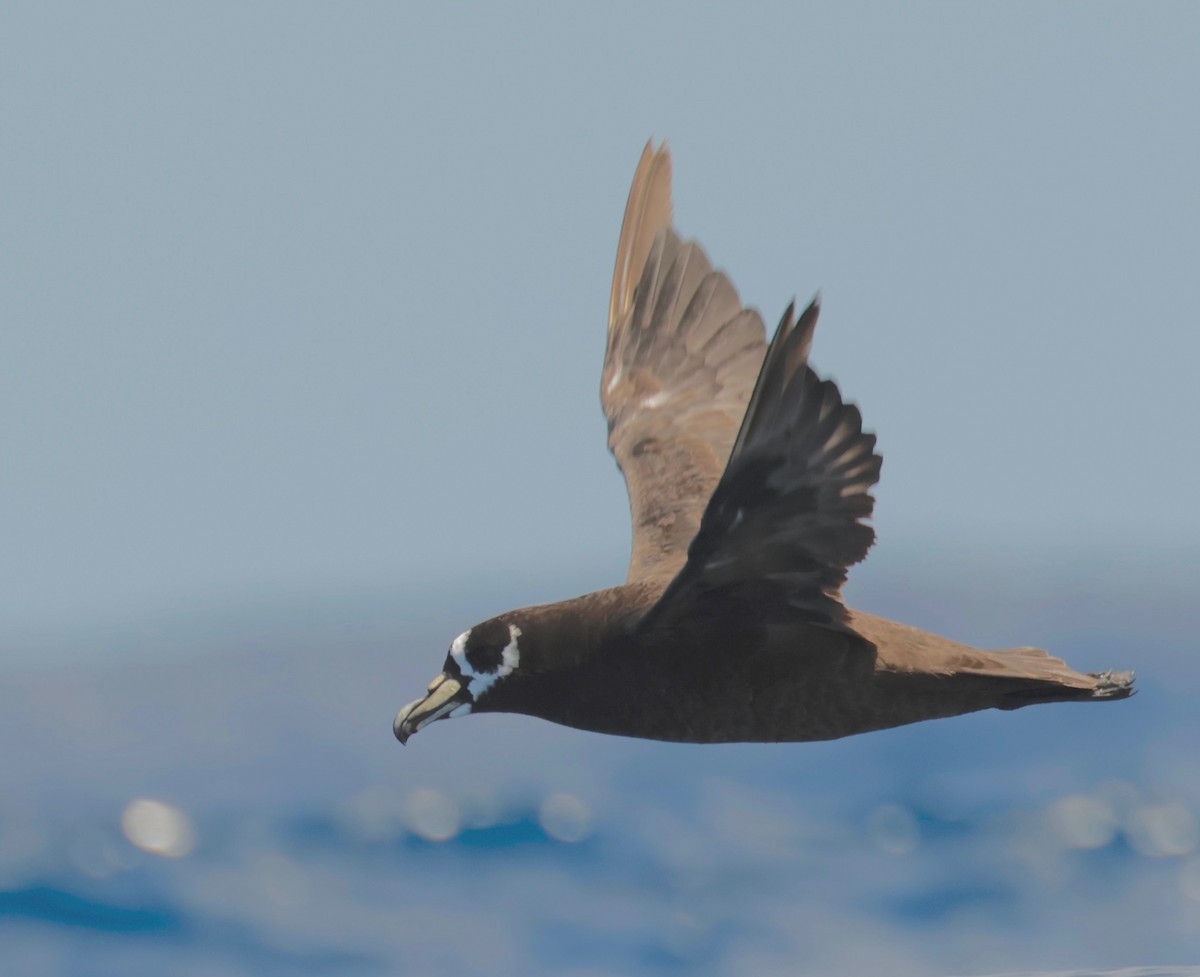 Spectacled Petrel - ML615038381