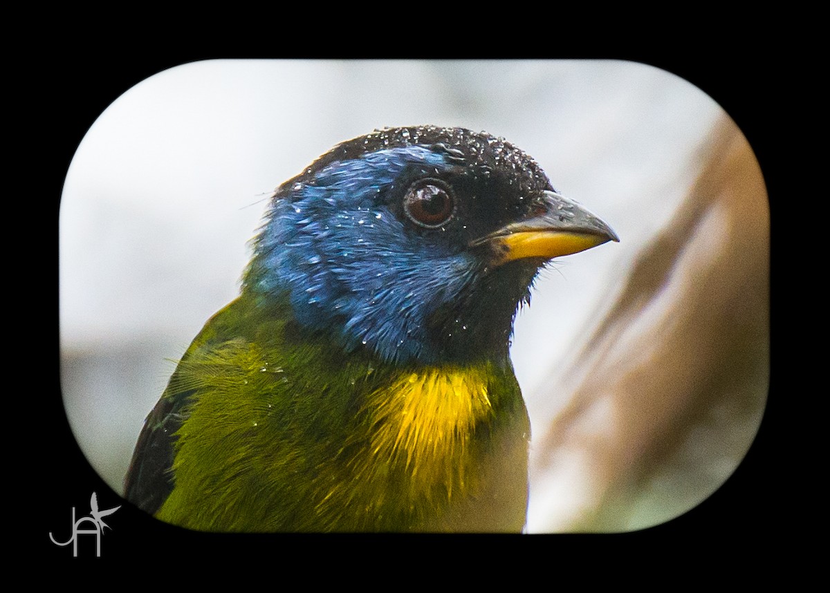 Moss-backed Tanager - ML615038550