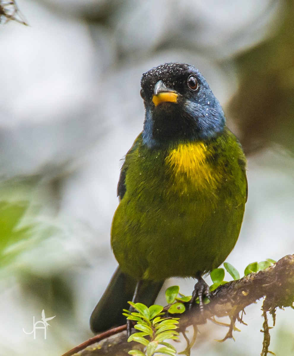 Moss-backed Tanager - ML615038588