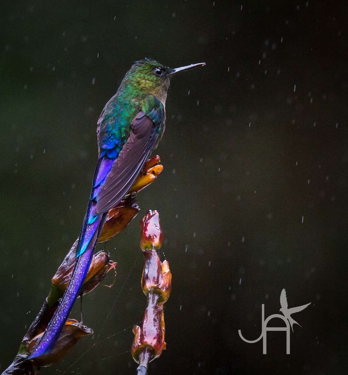 Violet-tailed Sylph - ML615038612