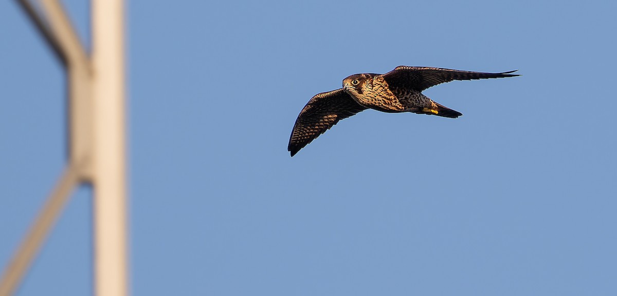 Peregrine Falcon (Eurasian) - ML615038649