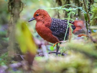  - Chestnut Forest Rail