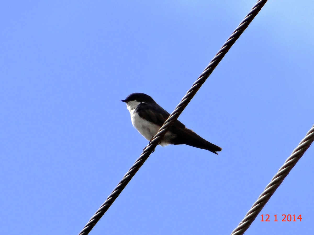 Blue-and-white Swallow - ML615038949