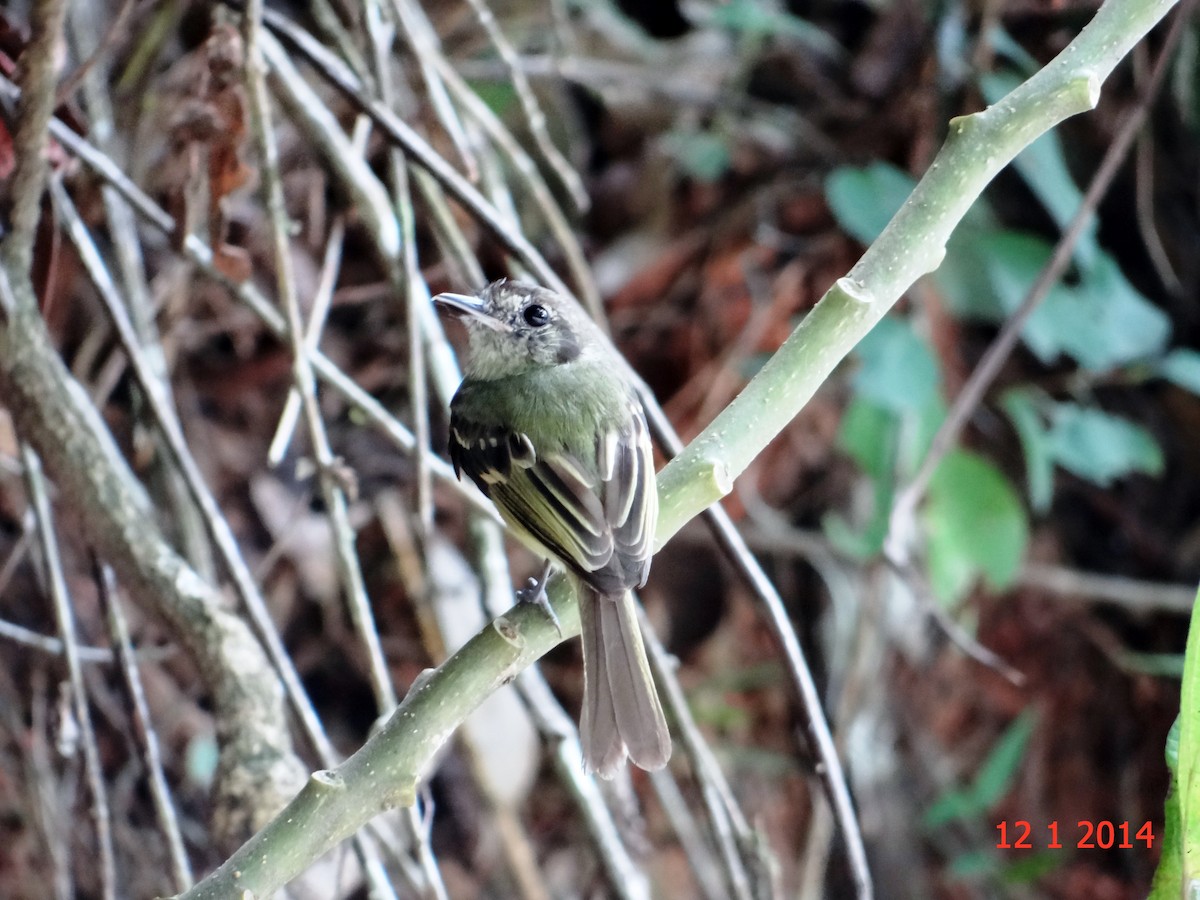 Sepia-capped Flycatcher - ML615039243
