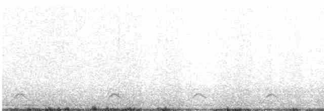 Eurasian Collared-Dove - ML615039321