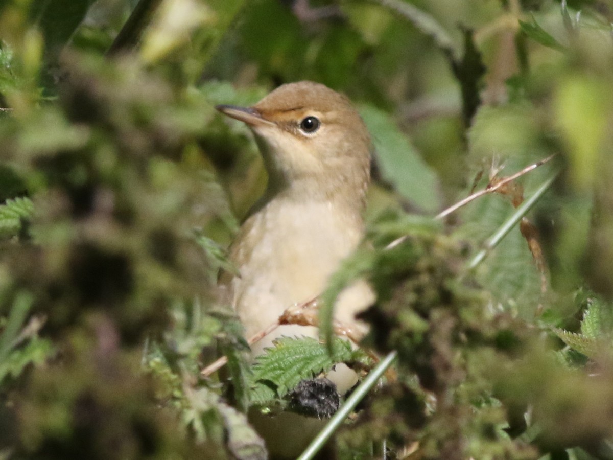 Common Reed Warbler (Common) - ML615039322