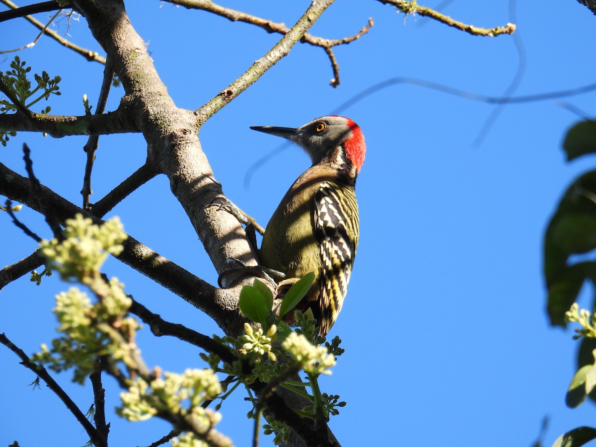Hispaniolan Woodpecker - ML615039323
