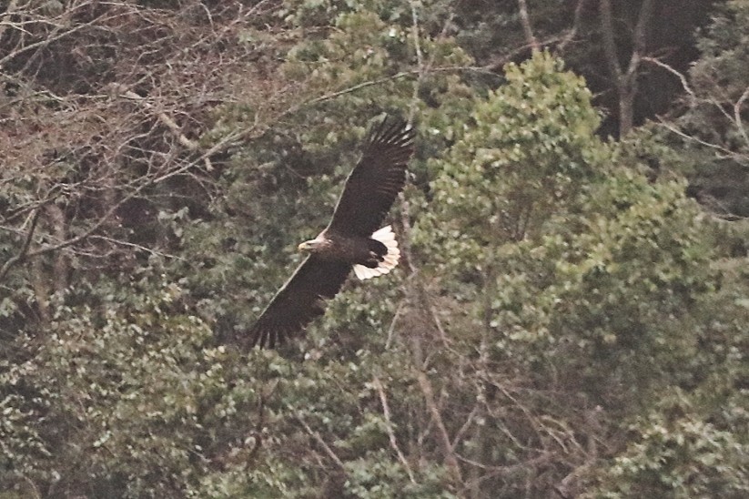 White-tailed Eagle - ML615039358