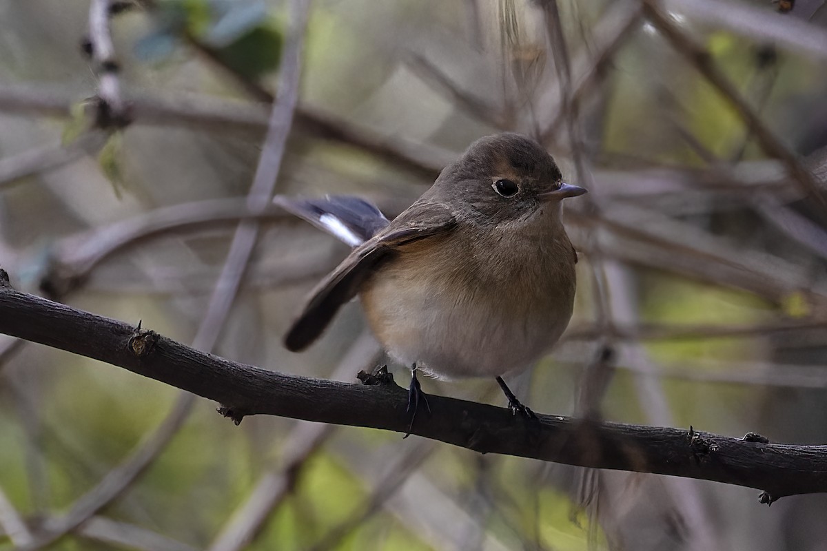 Red-breasted Flycatcher - ML615039576