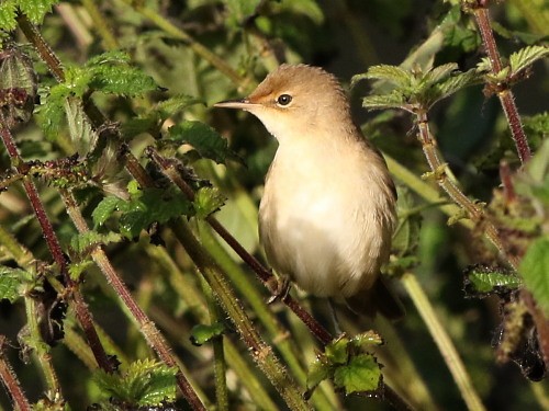 Common Reed Warbler (Common) - ML615039803