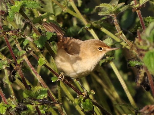 Common Reed Warbler (Common) - ML615039816