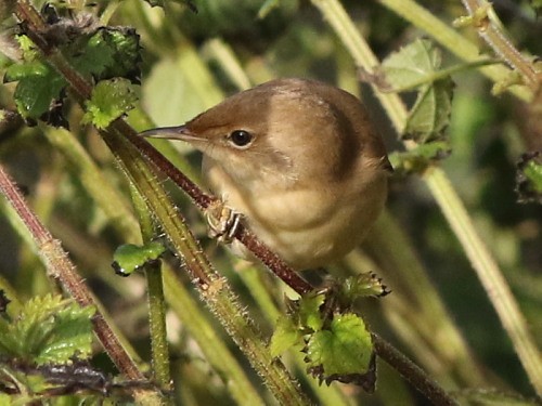 Common Reed Warbler (Common) - ML615039817