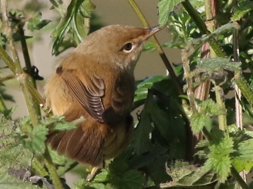 Common Reed Warbler (Common) - ML615039819