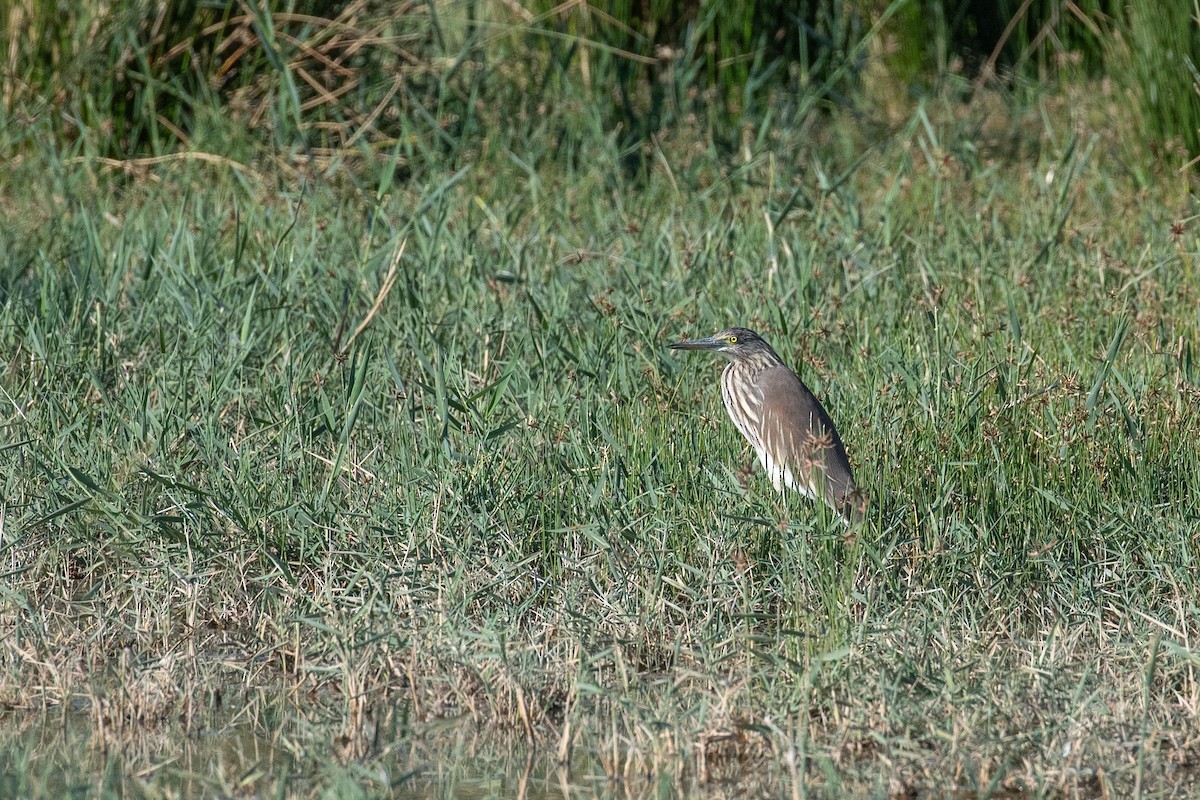 Indian Pond-Heron - ML615039927