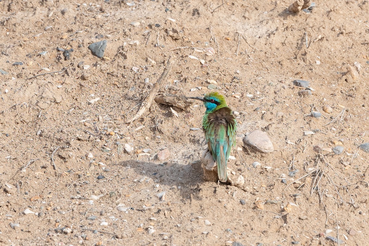 Arabian Green Bee-eater - ML615040053